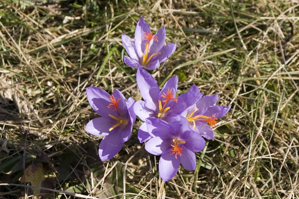 Crocus medius/ (=Crocus ligusticus) / Zafferano ligure